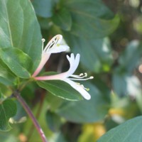 Lonicera japonica Thunb.